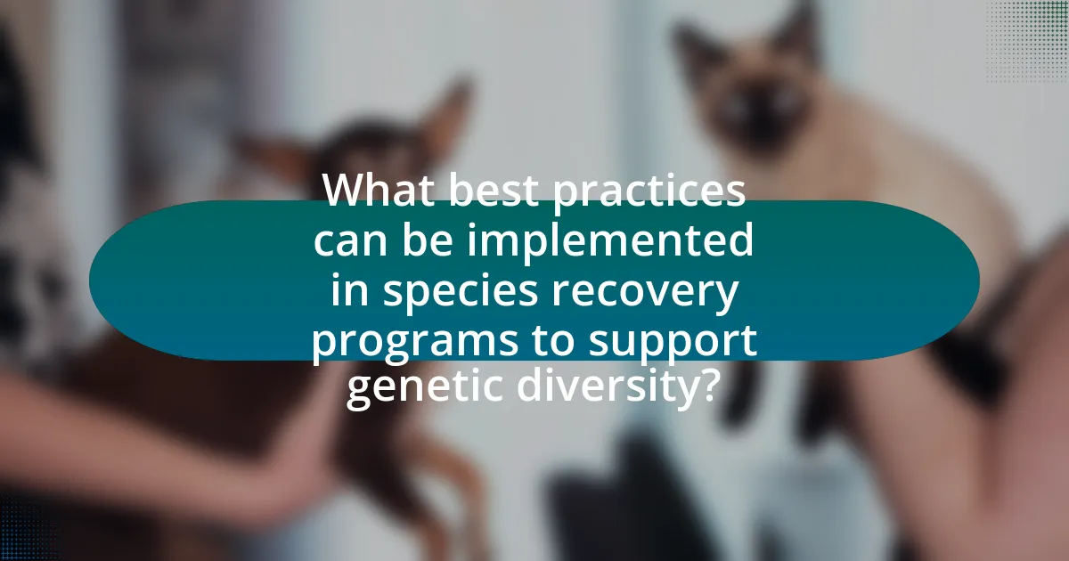 What best practices can be implemented in species recovery programs to support genetic diversity?